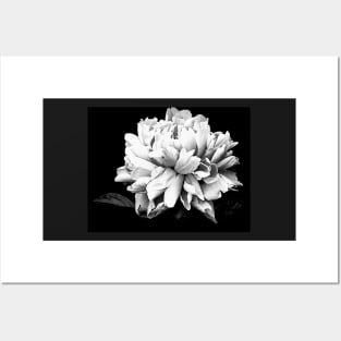 Monochrome Photography Peony Bloom Posters and Art
